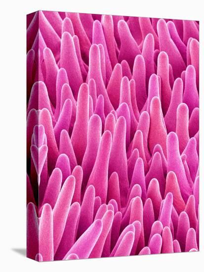 Cymbidum Orchid Petal-Micro Discovery-Premier Image Canvas