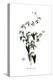Cynanchum acutum, Flora Graeca-Ferdinand Bauer-Premier Image Canvas