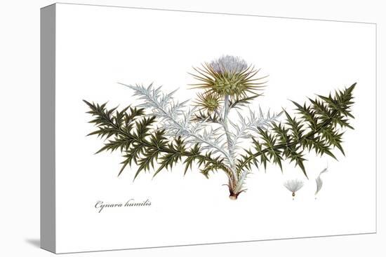 Cynara humilis, Flora Graeca-Ferdinand Bauer-Premier Image Canvas