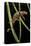 Cynops Pyrrhogaster (Japanese Fire-Bellied Newt)-Paul Starosta-Premier Image Canvas