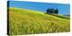 Cypress and corn field, Tuscany, Italy-Frank Krahmer-Stretched Canvas