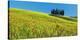 Cypress and corn field, Tuscany, Italy-Frank Krahmer-Stretched Canvas