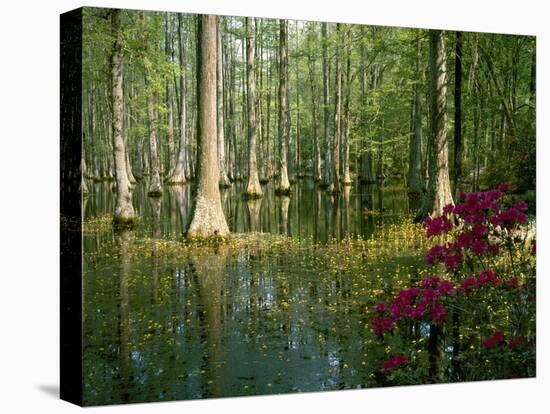 Cypress Gardens in South Carolina-James Randklev-Premier Image Canvas