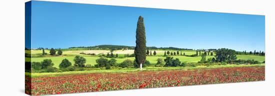 Cypress in poppy field, Tuscany, Italy-Frank Krahmer-Stretched Canvas
