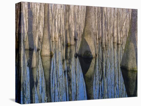 Cypress Reflection-Moises Levy-Premier Image Canvas