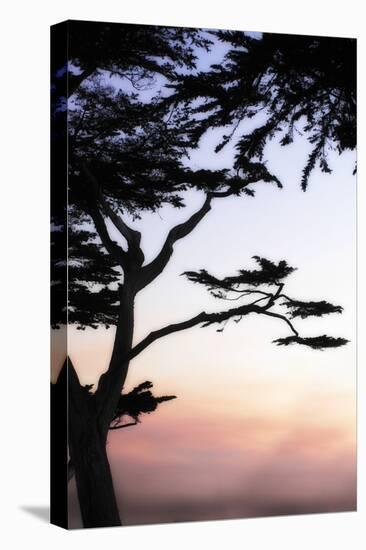 Cypress Silhouette 4-Alan Hausenflock-Premier Image Canvas