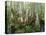 Cypress Swamp, Corkscrew Audubon Sanctuary, Naples, Florida, USA-Rob Tilley-Premier Image Canvas