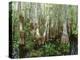 Cypress Swamp, Corkscrew Audubon Sanctuary, Naples, Florida, USA-Rob Tilley-Premier Image Canvas