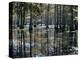 Cypress Swamp, Cypress Gardens, North Charleston, South Carolina, USA-James Green-Premier Image Canvas