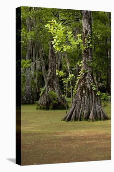 Cypress Swamp, Merchants Millpond State Park, North Carolina-Paul Souders-Premier Image Canvas