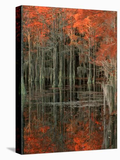 Cypress Swamp with Reflections, George Smith State Park, Georgia, USA-Joanne Wells-Premier Image Canvas