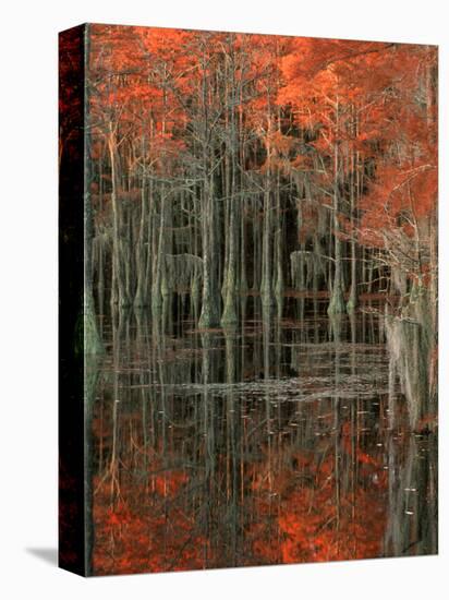 Cypress Swamp with Reflections, George Smith State Park, Georgia, USA-Joanne Wells-Premier Image Canvas