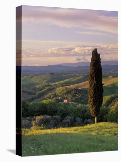 Cypress Tree and Countryside Near Val D'Asso, Tuscany, Italy, Europe-Patrick Dieudonne-Premier Image Canvas