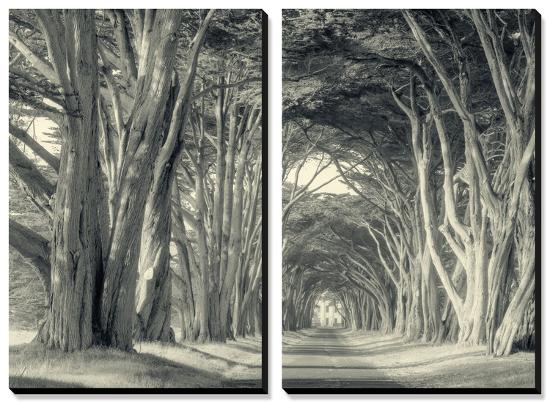 Cypress Tree Road, Point Reyes-Vincent James-Stretched Canvas