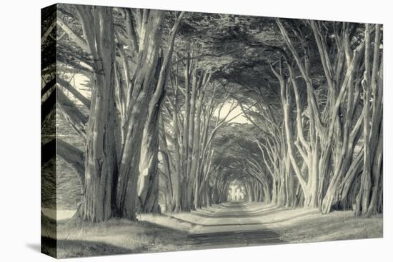 Cypress Tree Road, Point Reyes-Vincent James-Premier Image Canvas