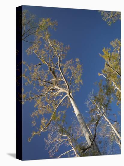 Cypress trees, Corkscrew Swamp Sanctuary, Florida-Maresa Pryor-Premier Image Canvas