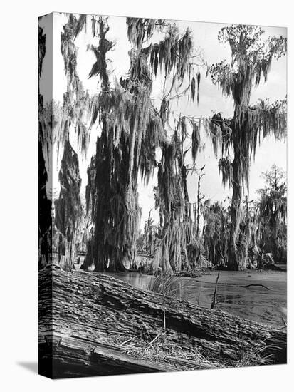 Cypress Trees Covered in Spanish Moss-null-Premier Image Canvas
