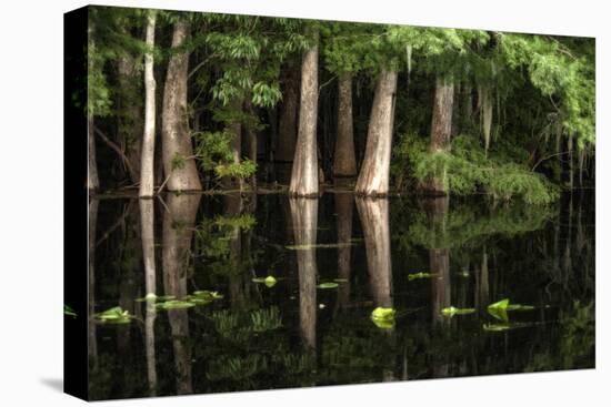 Cypress Trees in Suwanee River with Reflection-Sheila Haddad-Premier Image Canvas