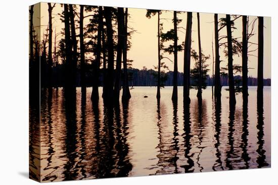 Cypress trees in the waters of Hovey Lake at sunset, Indiana, USA-Anna Miller-Premier Image Canvas