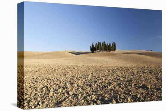 Cypress Trees Near San Quirico D'Orcia, Tuscany, Italy-Julian Castle-Stretched Canvas