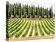 Cypresses and A Vineyard In Umbria-Dorothy Berry-Lound-Premier Image Canvas