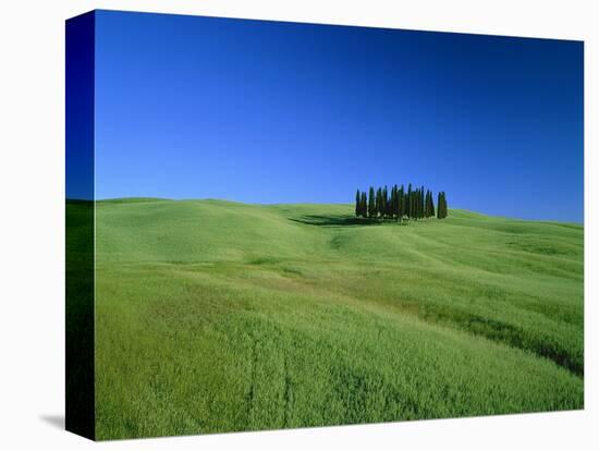 Cypresses on a field in the Tuscany-Herbert Kehrer-Premier Image Canvas