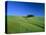 Cypresses on a field in the Tuscany-Herbert Kehrer-Premier Image Canvas