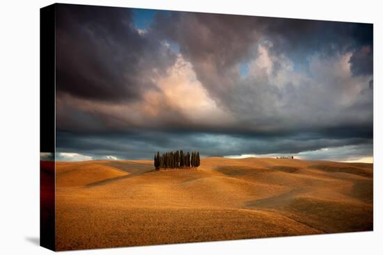 Cypresses-Marcin Sobas-Premier Image Canvas