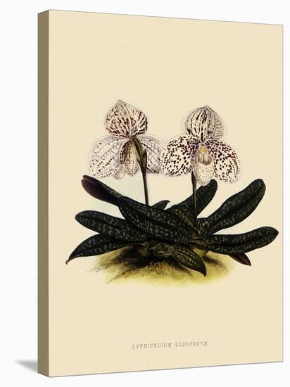 Cypripedium Godefroyae-John Nugent Fitch-Premier Image Canvas
