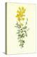 Cytisus-Frederick Edward Hulme-Premier Image Canvas