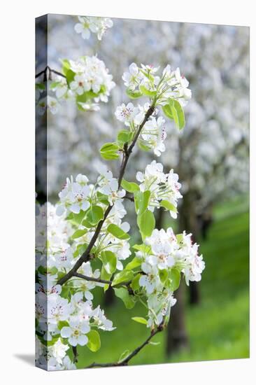 Czech Republic, Prague - Cherry Trees in Blossom on Petrin Hill in Spring-null-Premier Image Canvas