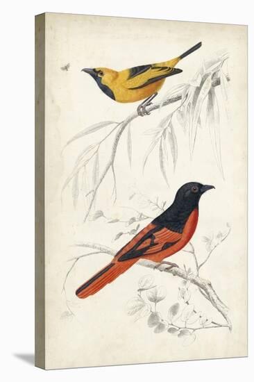 D'Orbigny Birds VIII-M. Charles D'Orbigny-Stretched Canvas