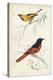 D'Orbigny Birds VIII-M. Charles D'Orbigny-Stretched Canvas