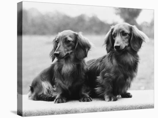 Dachshund 1975-null-Premier Image Canvas