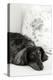 Dachshund Black and White-Karyn Millet-Premier Image Canvas