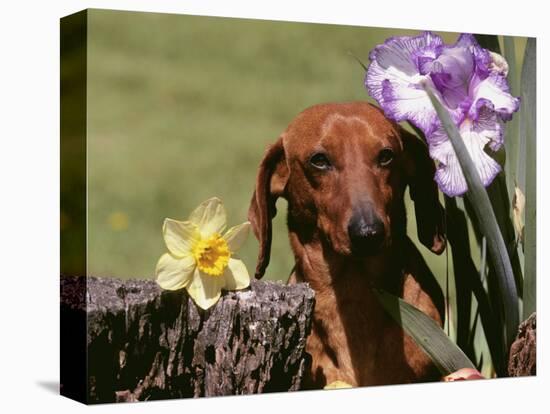 Dachshund Dog Amongst Flowers, USA-Lynn M. Stone-Premier Image Canvas