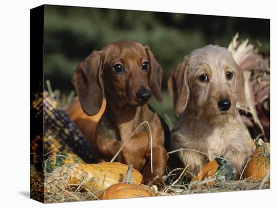 Dachshund Dog Puppies, Smooth Haired and Wire Haired-Lynn M. Stone-Premier Image Canvas