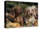 Dachshund Dog Puppies, Smooth Haired and Wire Haired-Lynn M. Stone-Premier Image Canvas