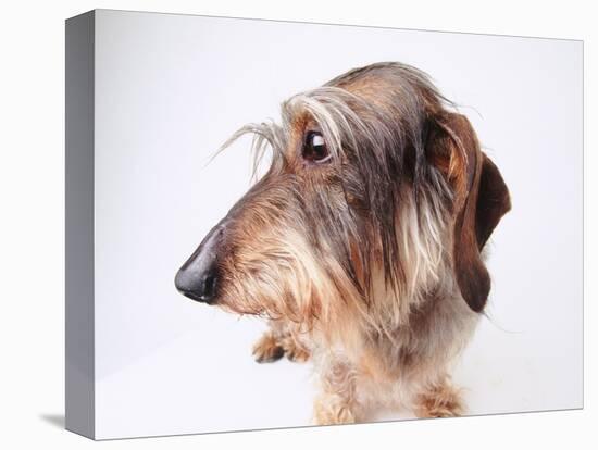 Dachshund Looking Away-Ted Horowitz-Premier Image Canvas