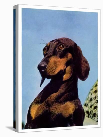 "Dachshund,"May 14, 1938-Ivan Dmitri-Premier Image Canvas