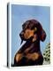 "Dachshund,"May 14, 1938-Ivan Dmitri-Premier Image Canvas