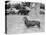 Dachshund on a Leash in Australia, Ca. 1955.-Kirn Vintage Stock-Premier Image Canvas