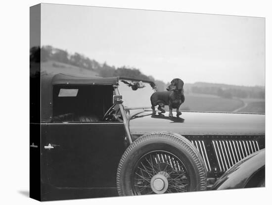 Dachshund standing on the bonnet of Charles Mortimers Bentley, c1930s-Bill Brunell-Premier Image Canvas