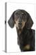 Dachshund, Teckel Smooth-Haired Black and Tan-null-Premier Image Canvas