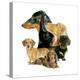 Dachshund-Barbara Keith-Premier Image Canvas