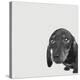 Dachshund-Emily Burrowes-Stretched Canvas