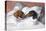 Dachshunds in Bed a Marriage of Love-null-Premier Image Canvas