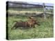 Dachshunds Running Low to the Ground During Gazehound Race-John Dominis-Premier Image Canvas