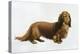 Dachsund-Harro Maass-Premier Image Canvas