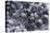 Dactylopius Coccus (Opuntia Cochineal Scale)-Paul Starosta-Premier Image Canvas